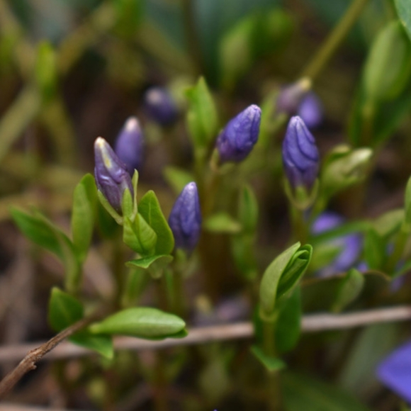 FOLLOW MY ETSY SHOP IN MY BIO - Picture 9 of 9